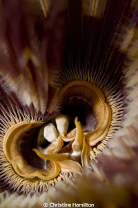Tubeworm by Christine Hamilton 